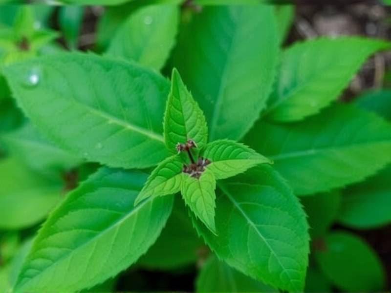 Can Poison Ivy Really Help You Quit Smoking?