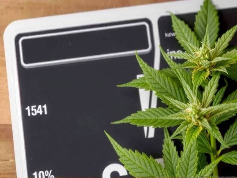 Will I Gain Weight If I Quit Smoking Pot?